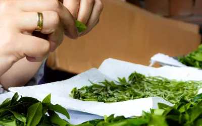 Artisan hand-plucking fresh Himalayan tea leaves