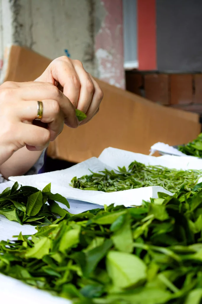 Artisan hand-plucking fresh Himalayan tea leaves