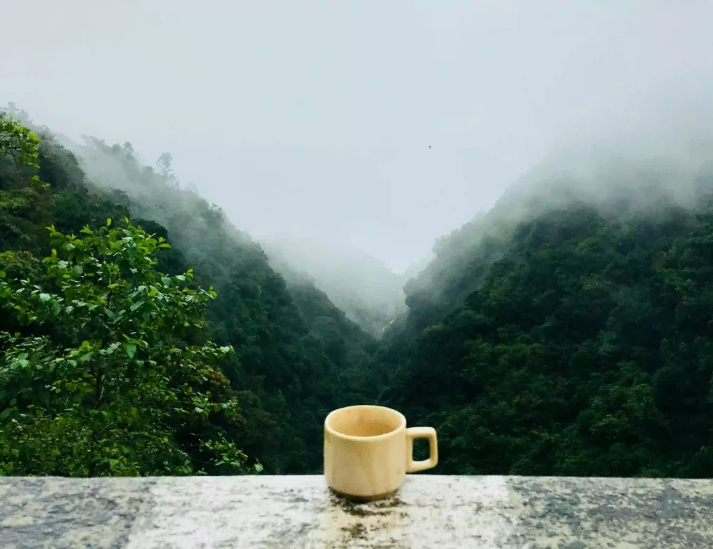 Himalayan black tea growing in misty high-altitude hills