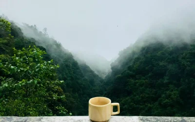 Himalayan black tea growing in misty high-altitude hills