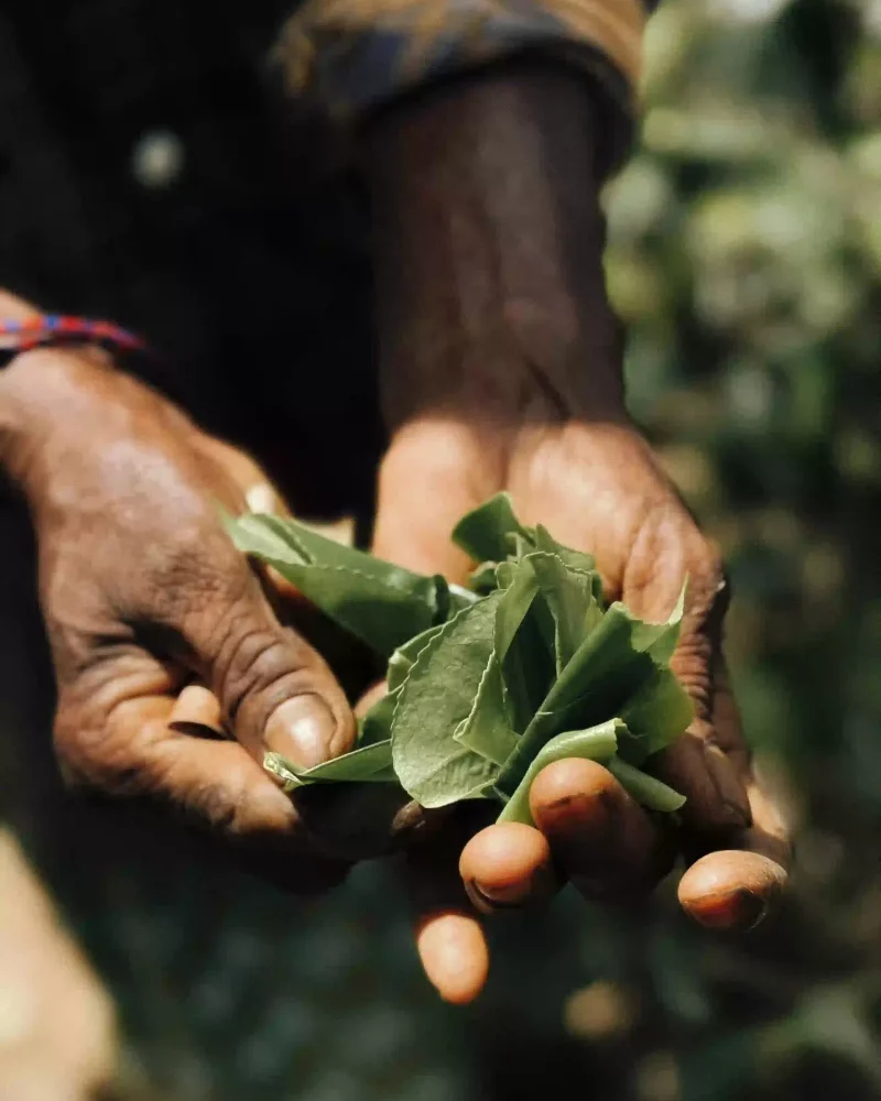 Himalayan tea master hand-plucking premium tea leaves in high-altitude gardens