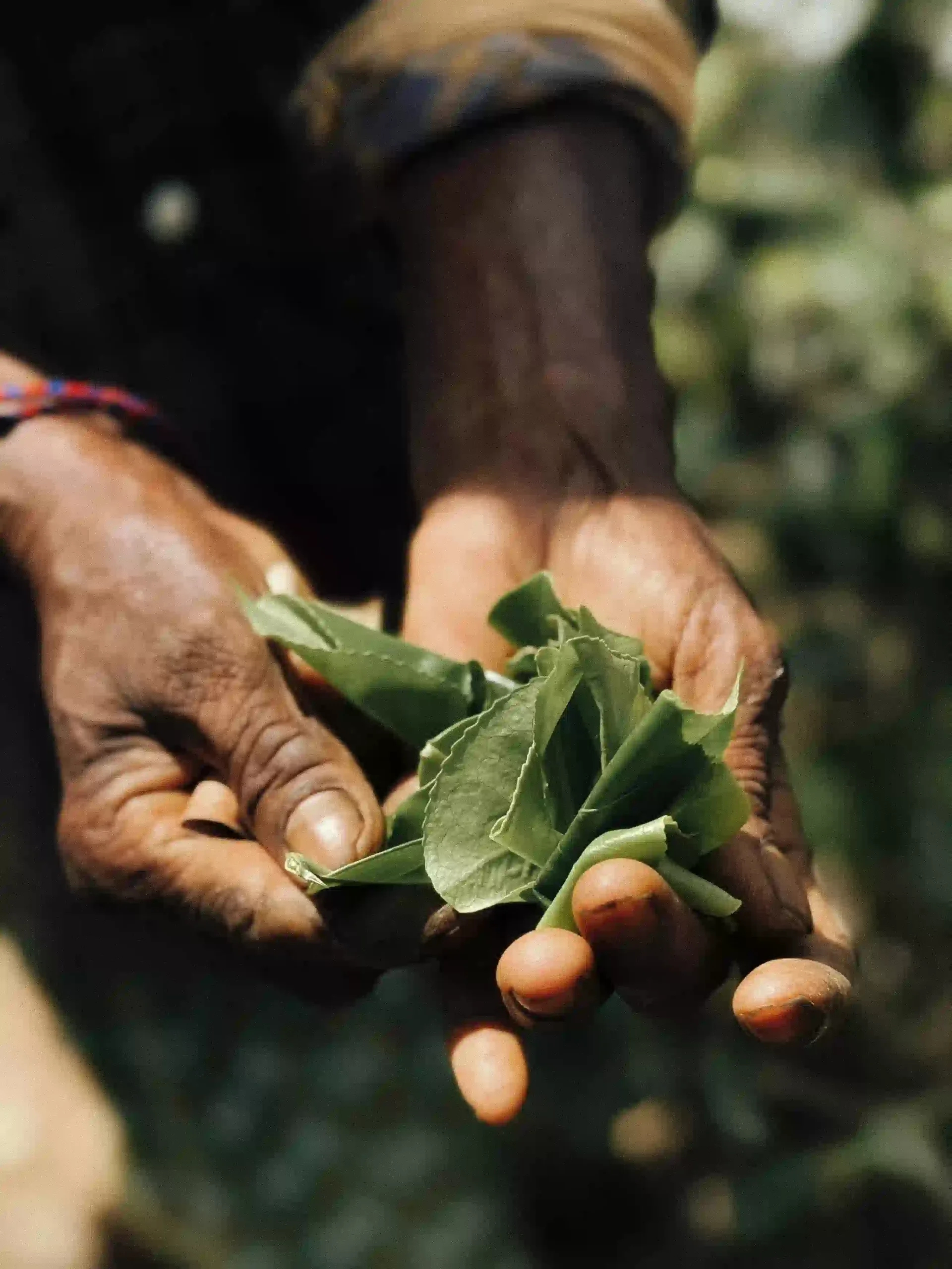 Himalayan tea master hand-plucking premium tea leaves in high-altitude gardens