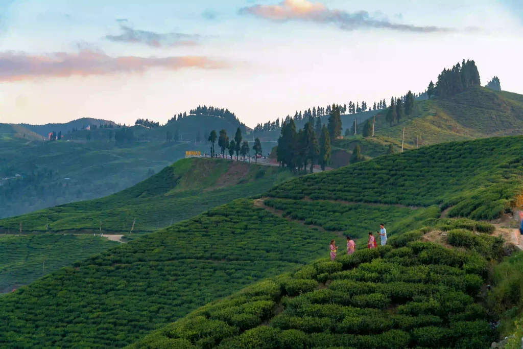 Ilam Nepal Himalayan tea mountains covered in mist at dawn