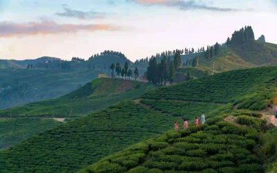 Ilam Nepal Himalayan tea mountains covered in mist at dawn