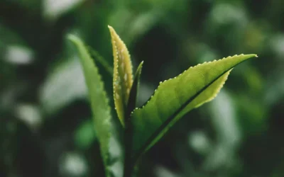 Macro close-up showing the texture of a Himalayan tea leaf