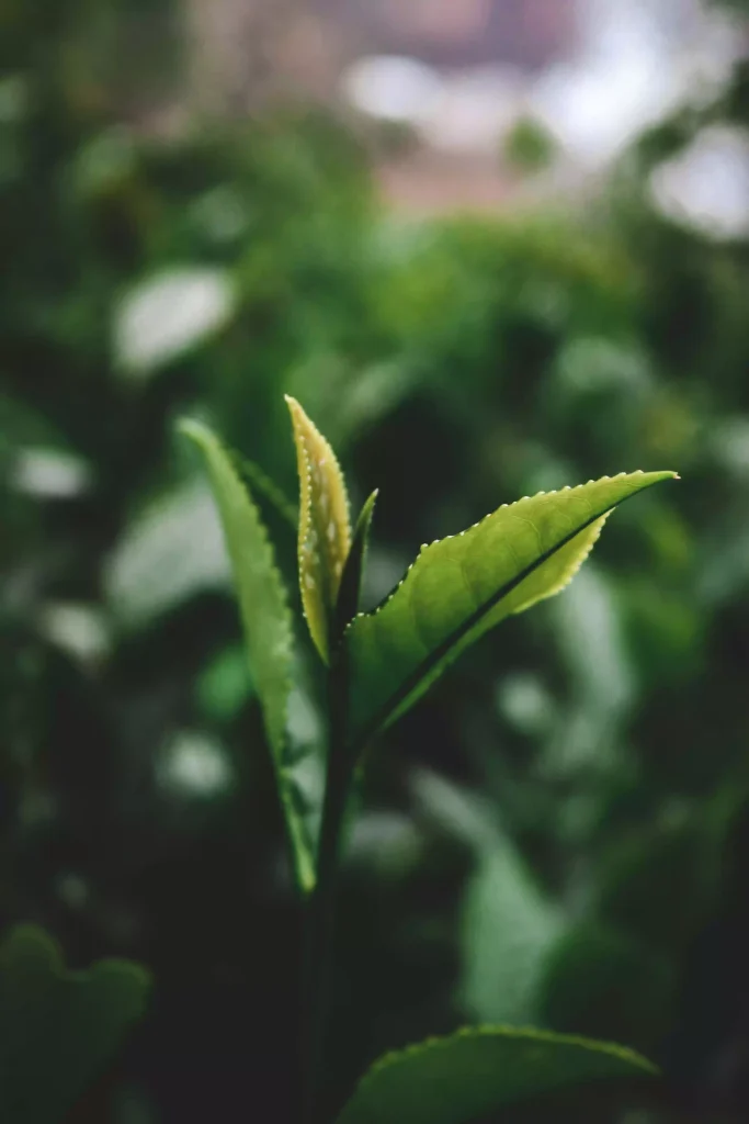 Macro close-up showing the texture of a Himalayan tea leaf